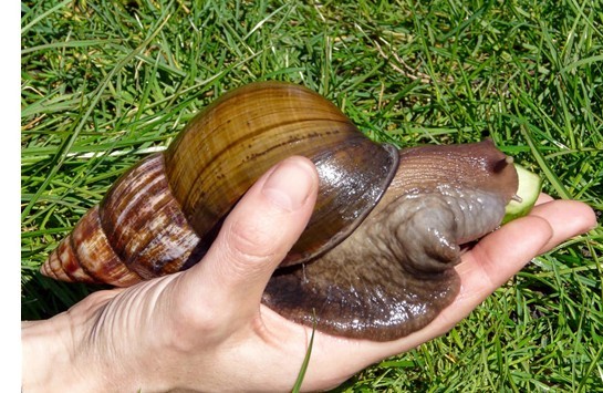 最大的蜗牛