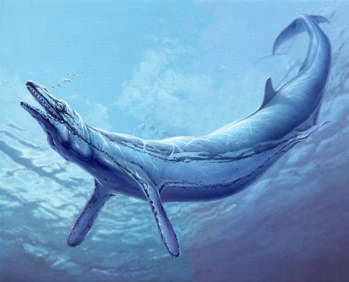 海洋中的巨无霸一鲸
