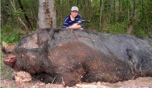 世界上最大的猪|诺姆