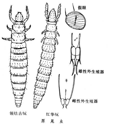 最原始的昆虫|原尾虫