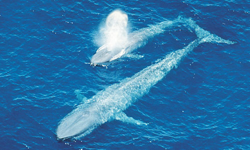最大和最重的动物蓝鲸