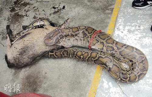 香港12呎巨蟒吞20磅小羊 为港最大无毒蛇种图