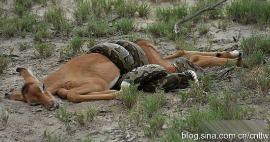 非洲巨蟒血吞羚羊恐怖过程