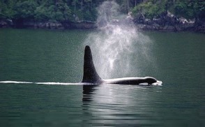 鲸鱼为什么会喷水?