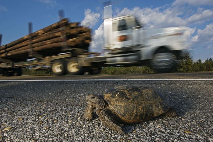 盘点濒临灭绝的珍稀动物:佛州地鼠陆龟