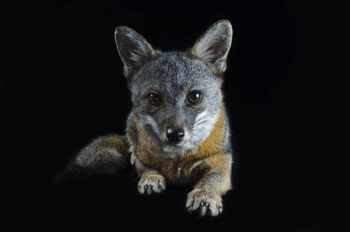 盘点濒临灭绝的珍稀动物:圣卡塔利娜岛狐狸