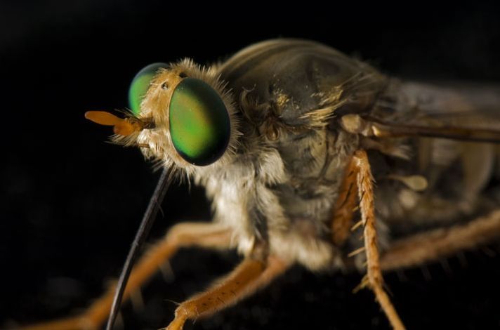 盘点濒临灭绝的珍稀动物:德里沙地喜花苍蝇