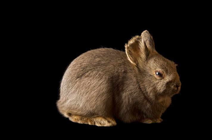 盘点濒临灭绝的珍稀动物:侏儒兔