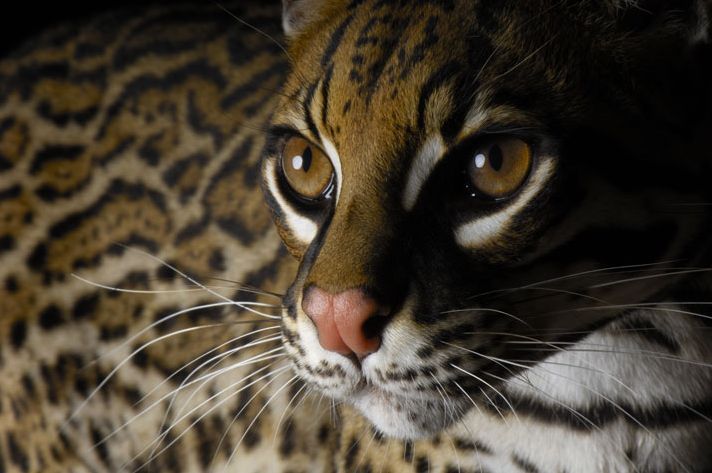 盘点濒临灭绝的珍稀动物:豹猫