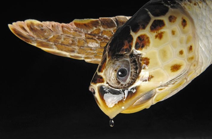 盘点濒临灭绝的珍稀动物:红海龟