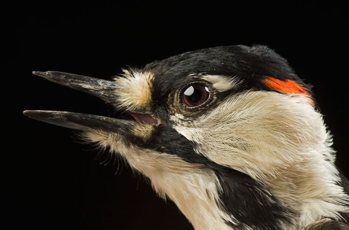 盘点濒临灭绝的珍稀动物:红冠啄木鸟