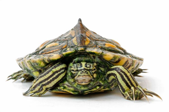 盘点濒临灭绝的珍稀动物:黄斑地图龟