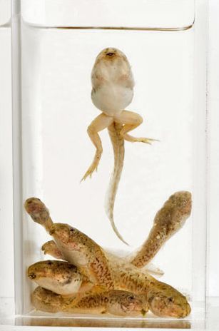 【奇里卡瓦豹蛙】成年蛙估计尚存5000只。