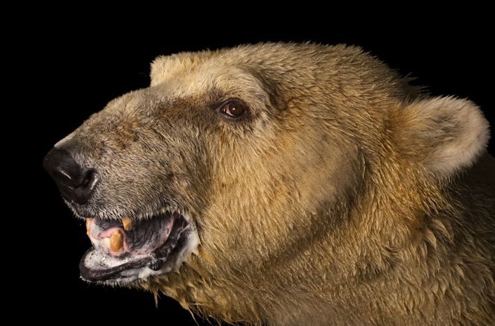 盘点濒临灭绝的珍稀动物:北极熊