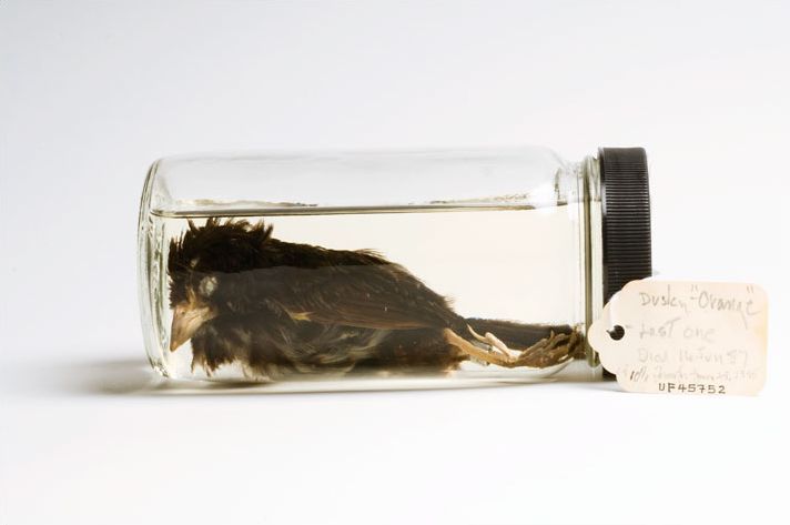 盘点濒临灭绝的珍稀动物:海滨灰雀