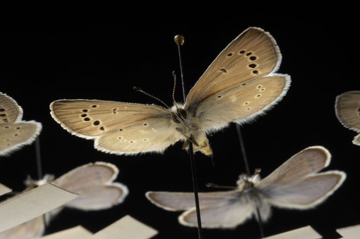 盘点濒临灭绝的珍稀动物:帕洛斯韦尔德蓝蝶