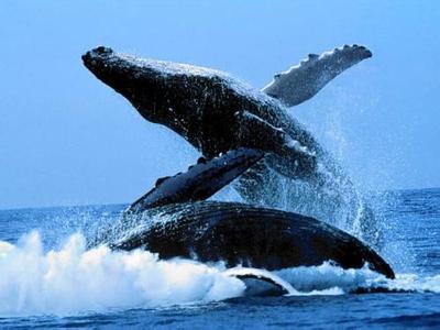 蓝鲸有多大——海洋中的巨人