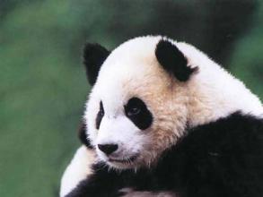 中国国宝-大熊猫