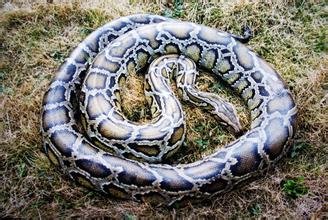 国家一级保护动物,蟒蛇