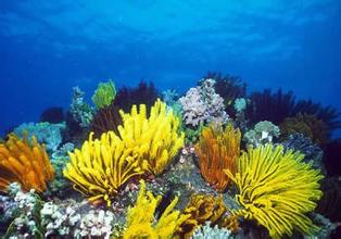 海洋奇葩-珊瑚