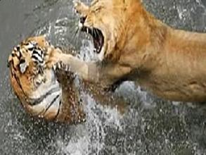 老虎和狮子打架视频