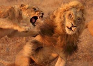 老虎和狮子打架视频